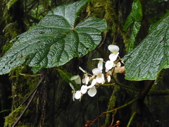 Begonia baccata