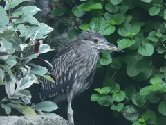 Nycticorax nycticorax