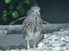 Nycticorax nycticorax