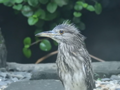 Nycticorax nycticorax