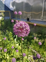 Allium giganteum