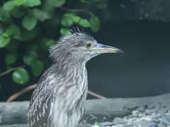 Nycticorax nycticorax