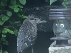 Nycticorax nycticorax