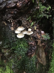 Mycena subviscosa
