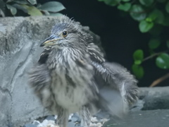 Nycticorax nycticorax