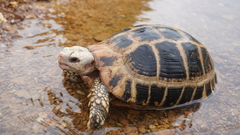 Indotestudo elongata