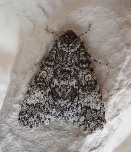 Representative image of Acronicta megacephala