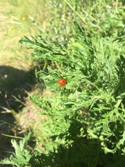 Coccinella septempunctata