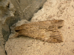 Melipotis acontioides