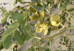 Senna italica