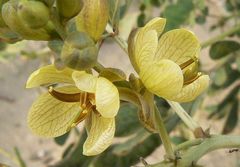 Senna italica