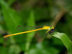 Ceriagrion chromothorax