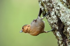 Melaniparus fringillinus