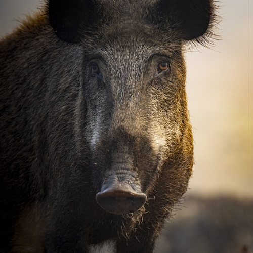 Sus scrofa