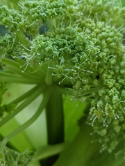 Angelica archangelica