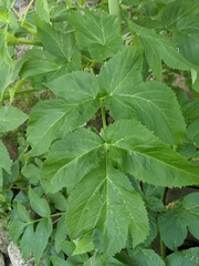 Angelica archangelica