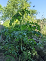Angelica archangelica
