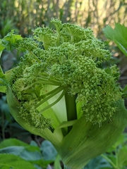 Angelica archangelica