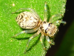 Phintella cavaleriei