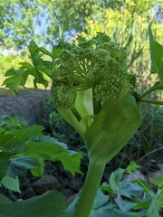 Angelica archangelica