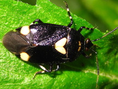 Deraeocoris sanghonami
