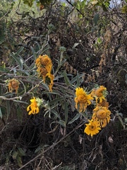 Aldama buddlejiformis