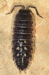 Porcellio ornatus