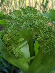 Angelica archangelica