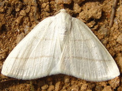 Parabapta clarissa