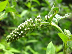 Lysimachia barystachys