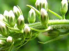 Lysimachia barystachys
