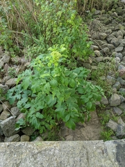 Angelica archangelica