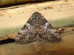 Catocala streckeri