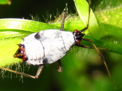 Deraeocoris ater
