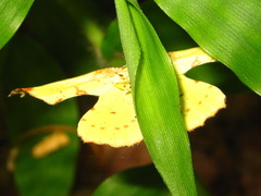 Corymica pryeri