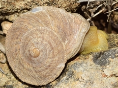 Iberus gualtieranus gualtieranus