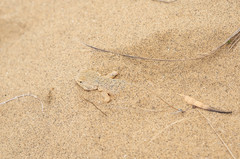 Phrynocephalus mystaceus