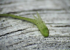 Najas tenuifolia