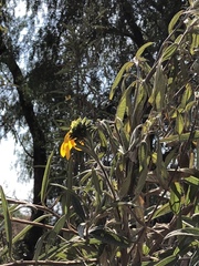Aldama buddlejiformis