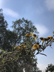 Aldama buddlejiformis