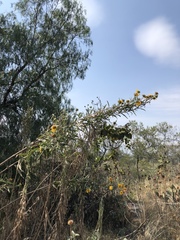 Aldama buddlejiformis
