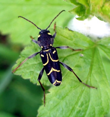 Xylotrechus antilope