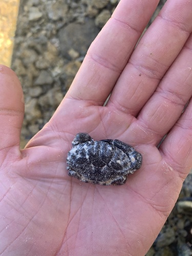 Leptodius exaratus observed 2019-07-18