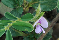 Tephrosia pumila
