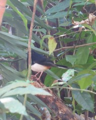 Copsychus albiventris