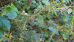 Sannantha pluriflora