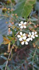 Sannantha pluriflora