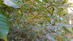 Sannantha pluriflora