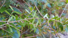 Sannantha pluriflora
