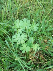 Geranium pusillum